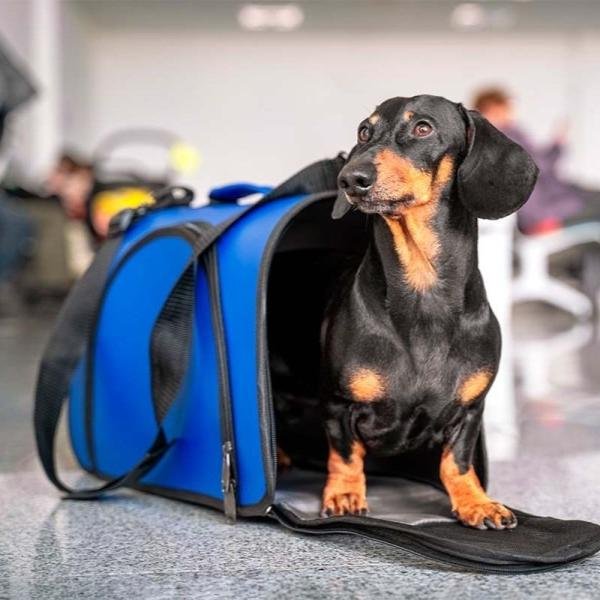 Traveling with Pets